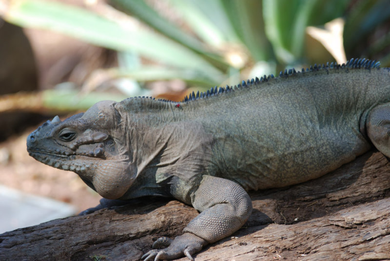 Phoenix Zoo