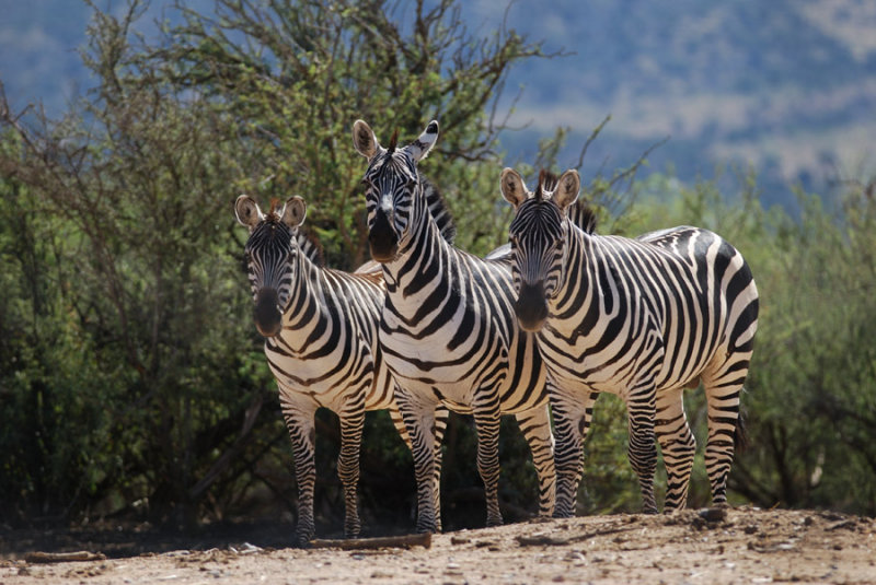 Zebras