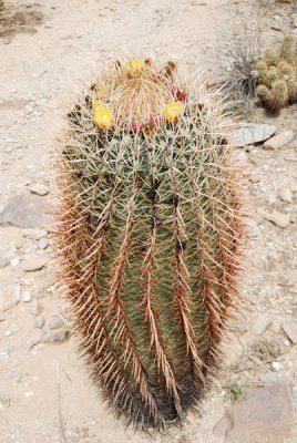 Flowering Barrell Cactus
