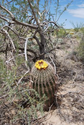 Flowering Barrell Cactus