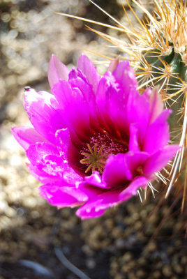 Flowering Prickly Pear Cactus
