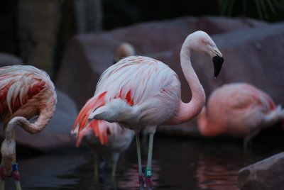 Flamingo Hilton