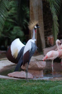 Flamingo Hilton