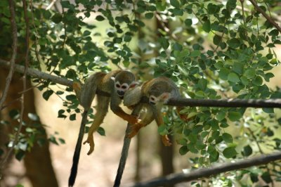 Phoenix Zoo