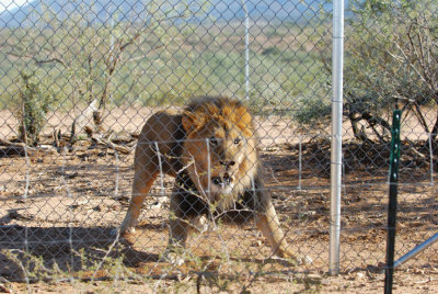 PO'd Lion