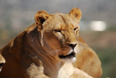 Lioness