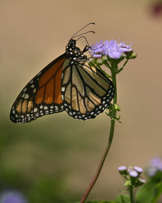 Monarch for web.jpg