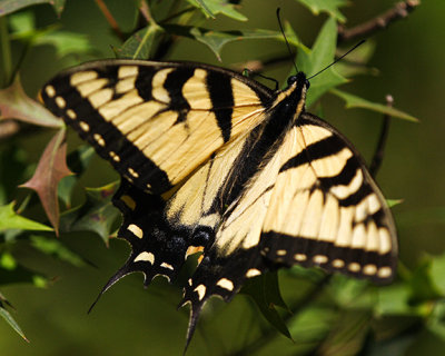 Eastern Tiger Swallowtail