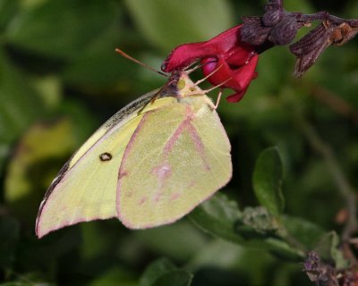 Southern Dogface butterfly