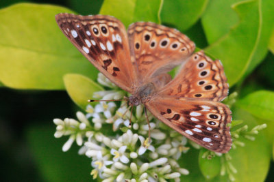 Hackberry Emperor on Golden Privet