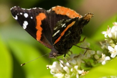 red admiral_3 copy.jpg