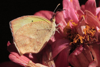 Mexican yellow on zinnia