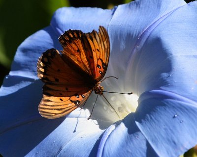 Butterflies