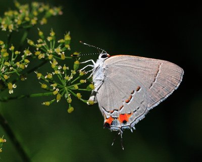 Grey Hairstreak.jpg