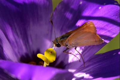 skipper on bluebell.jpg