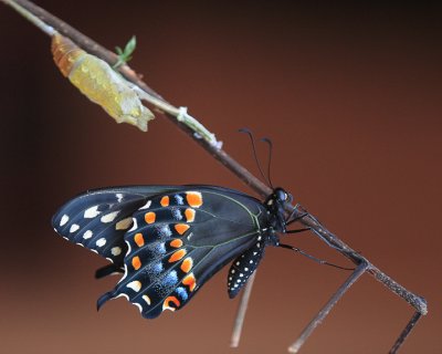 newly emerged.jpg