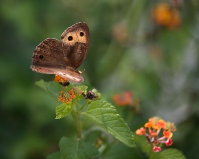 Common Wood-Nymph wings ajar.jpg