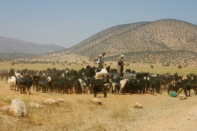 אורחות חיים של נוודים
