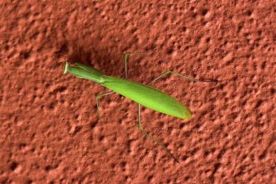 Mantis