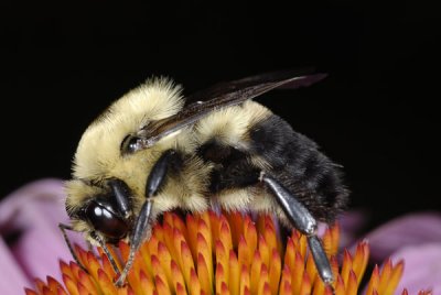 Bee-3973-small.jpg