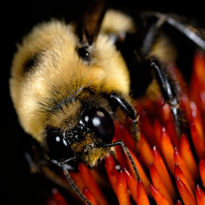 Bee on coneflower 4006 (V65)