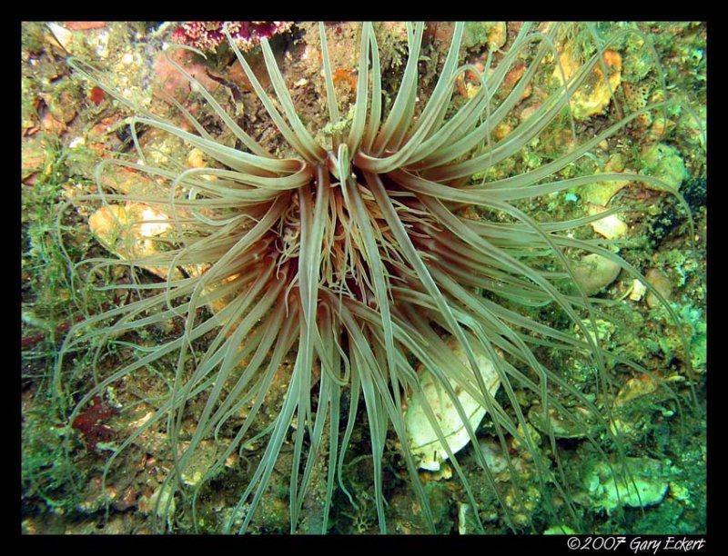 Tube Anemone