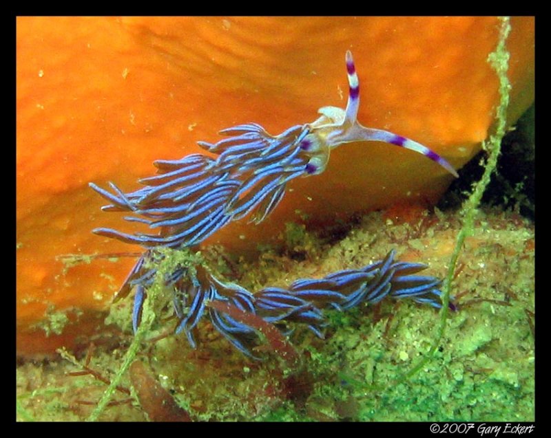 Blue Dragon nudibranchs