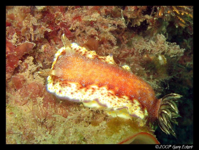 Nudibranch