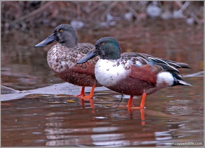 Northern Shovelers 3