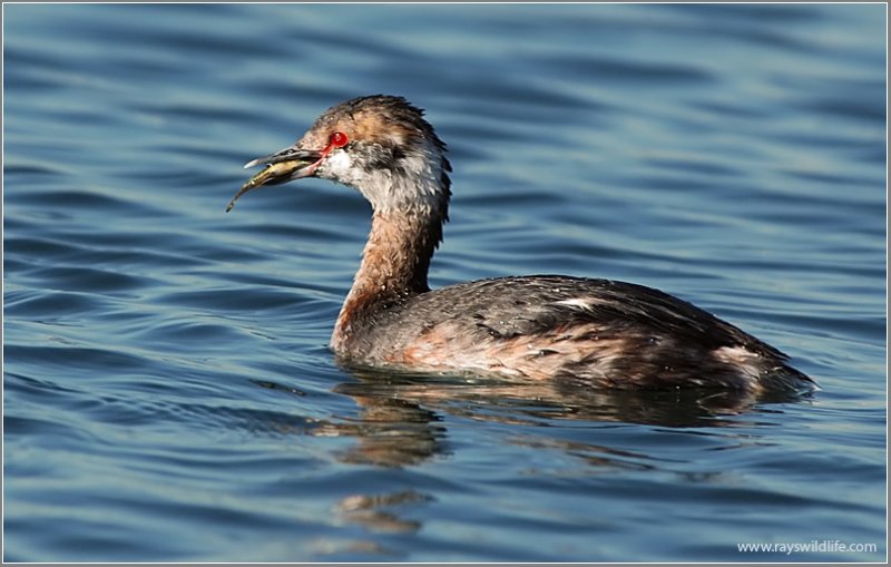 Horned Grebe 1