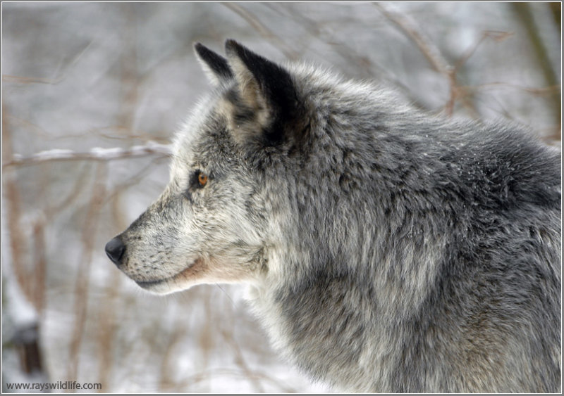 Timber Wolf 1