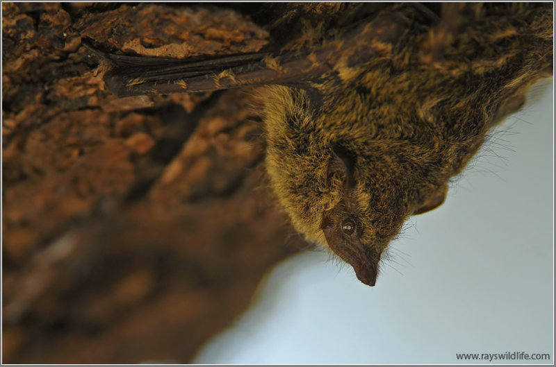 Long-nosed Bat