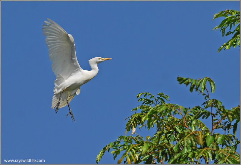 Cattle Egret 2