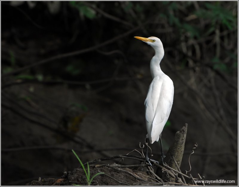 Cattle Egret 4