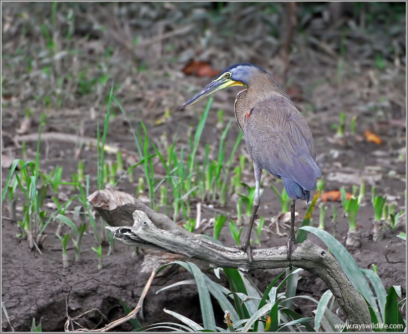 Bare-throated Tiger-Heron 1
