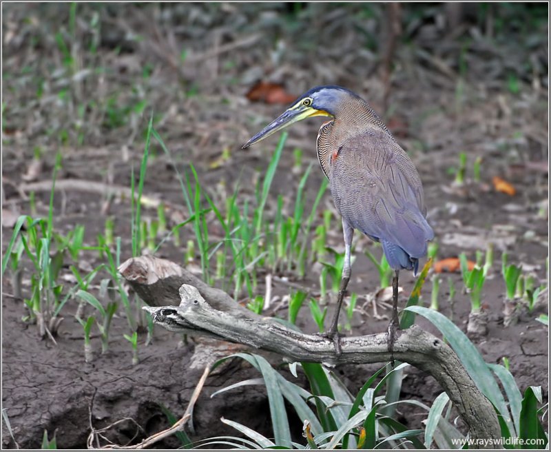 Bare-throated Tiger-Heron 1