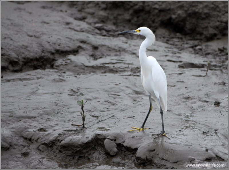 Snowy Egret 1