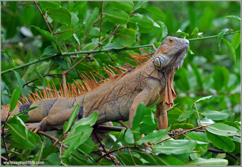 Green Iguana 7