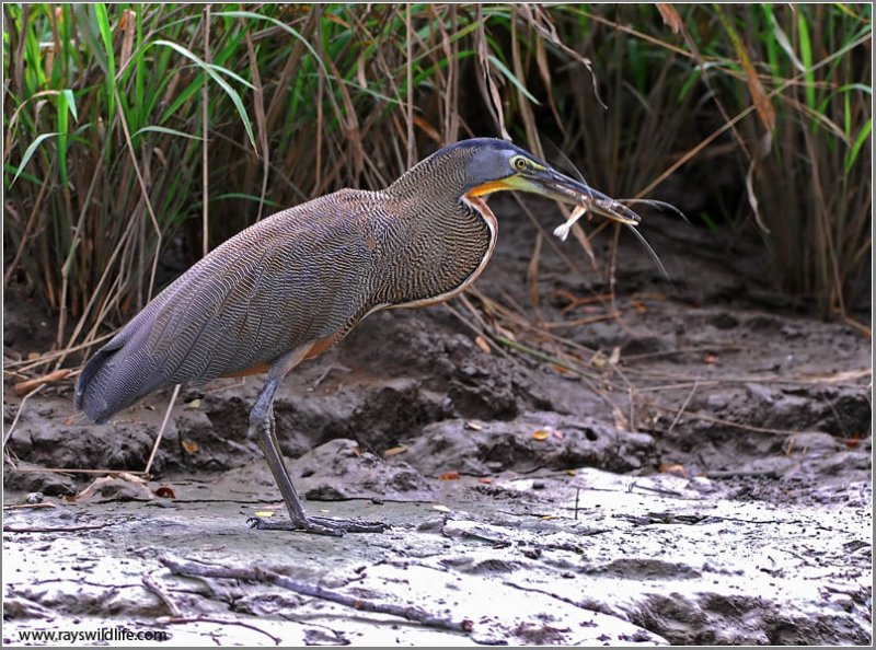 Bare-throated Tiger-Heron 2