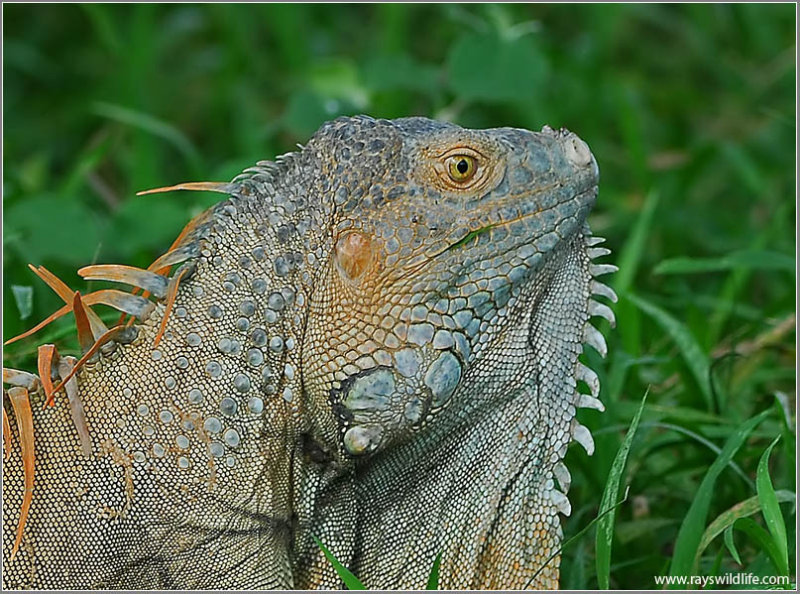 Green Iguana 4