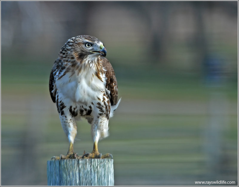 Red-tailed Hawk 49