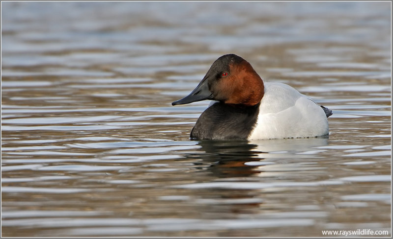 Canvasback 1