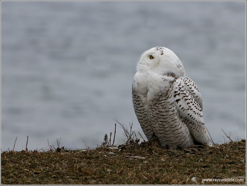 Snowy Owl 10