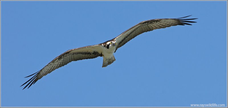 Osprey 19