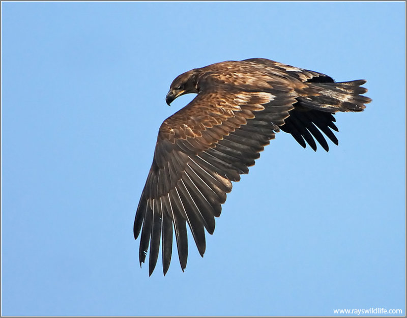 Juvenile Bald Eagle 61