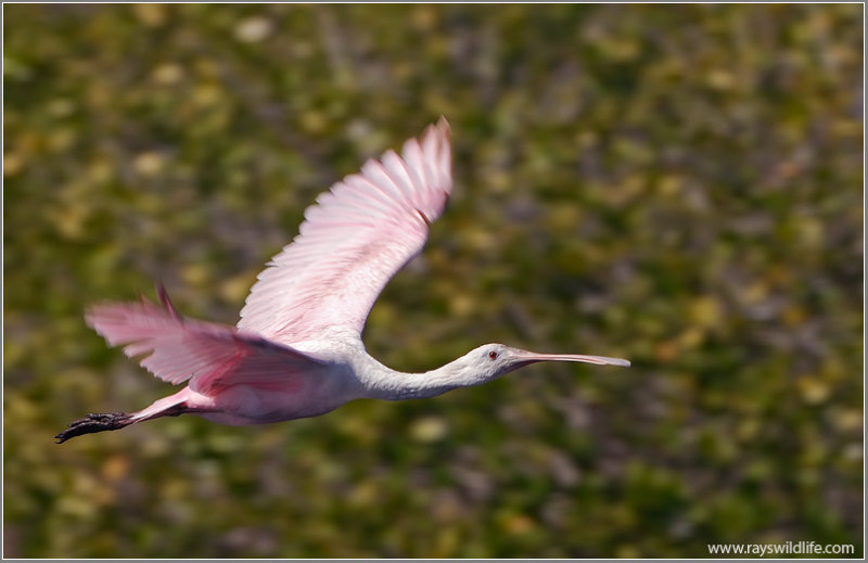 Roseate Spoonbill 8