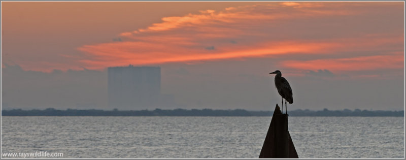 Heron at Canaveral