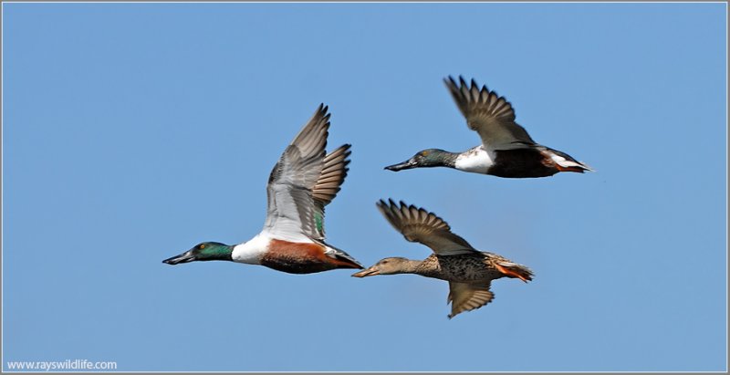 Northern Shovelers 7