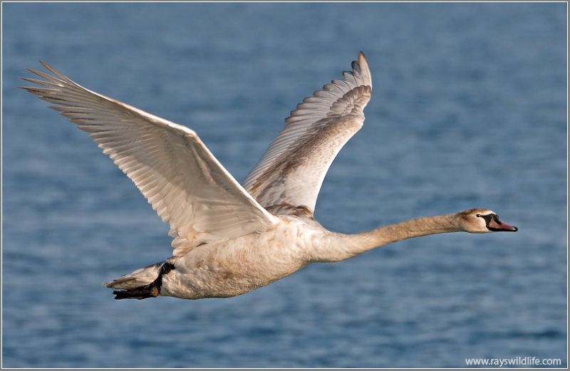 Mute Swan 9