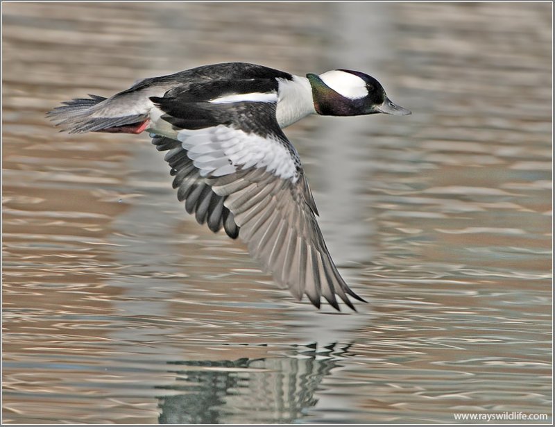 Male Bufflehead 15